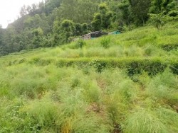 कुरिलोे खेतीप्रति आकर्षण बढ्दो